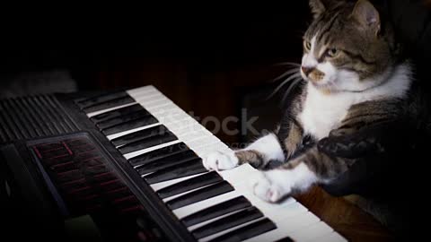 cutie cat playing piano