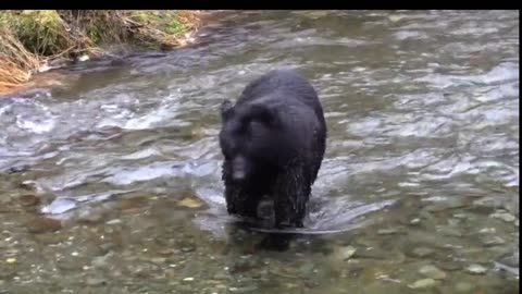 Bear Fishing Techniques