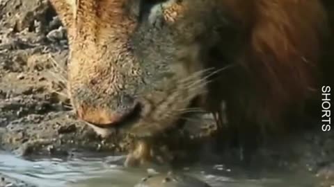 Watch This adorable turtle wants to play with the Lion without being afraid . 😱 #wildlife