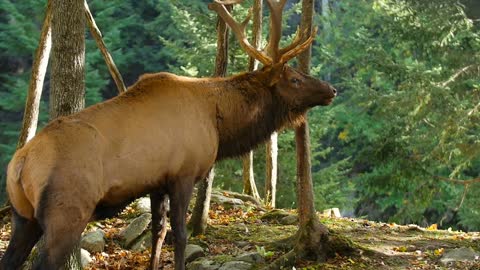 Large Elk sharpening antlers on tree and breathing heavy