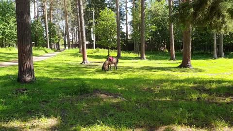 A small horse walks through the forest and eats grass in the meadow