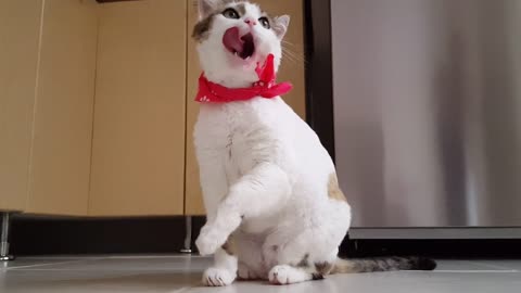 Watch this cat wash his face.REALLY FUNNY & CUTE