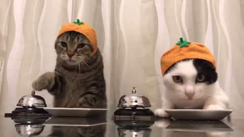 You must see this - trained cats