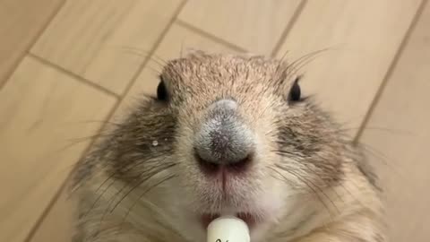 Prairie dog goes totally nuts for tasty milk drink