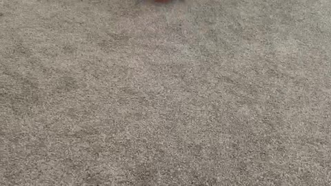 French bulldog puppy learns to squeak ball