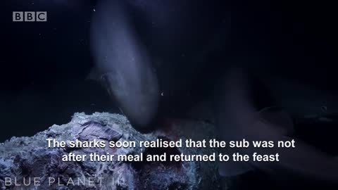 Sharks Attack Submarine