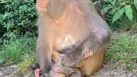 Pity Cute Monkey China & Funny Love monkey| Animals Love #Short
