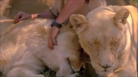 Kevin Richardson in The Story of Cats
