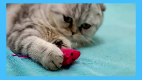 A hungry cat began to eat the toy rat