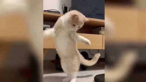 Dancing Diva: The Cat Who Loves to Boogie!