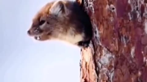 The stoat burrowed a hole in the tree