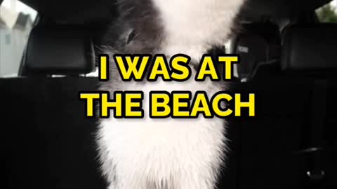 puppy on the beach he barks to the sea saying goodbye