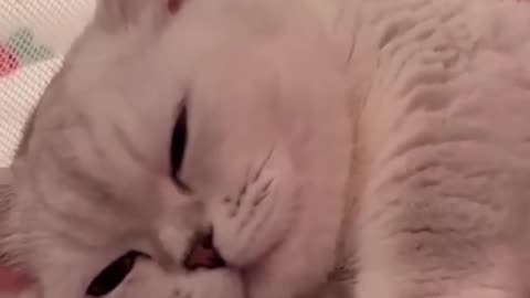 Cute kitten hug