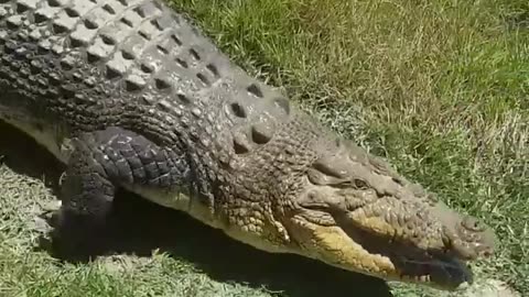 huge saltwater crocodile wanting food