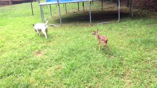 Newborn Fawn Curiously Follows Adult Bull Terrier Around The Yard