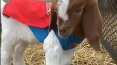 Baby goat is superman and it's the cutest thing.