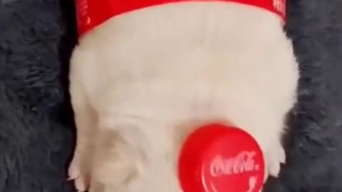 Coca Cola Dog🤣😍Cute Dog