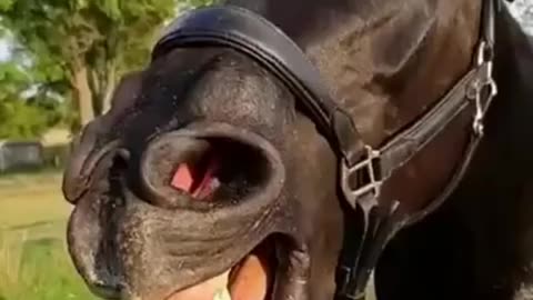 Funny Horse Singing Opera Horse