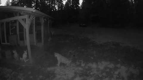 3 Mountain Lion on porch