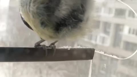 Moscow Chickadees coping through big snow dump
