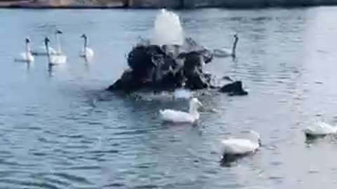 Beautiful duck 🦆 place