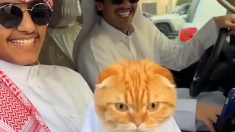 reaction video for Most famous arabic cat in the world funny cat takes money