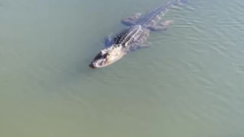 Wildlife at Lake Harris’ Venetian Garden (Alligator)