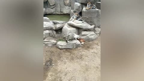 Tigers spotted playing with Labrador Retriever 'mum' in Chinese zoo