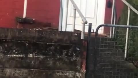 funny cat videos - cat climbing the door
