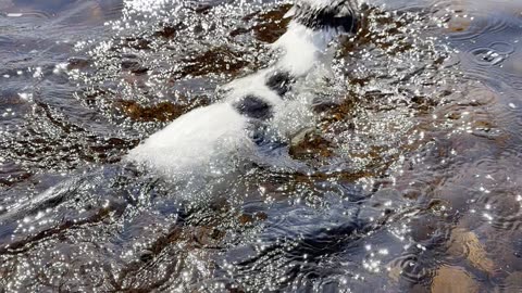 Adorable Cat Swims Across Shallow River