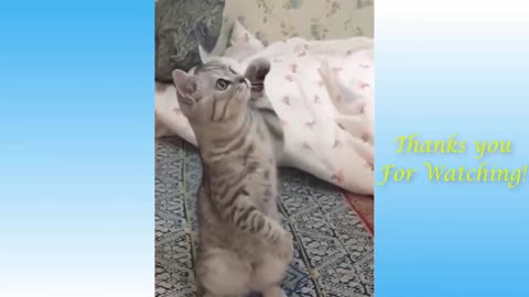 Funny Cat Videos - TRY NOT TO LAUGH