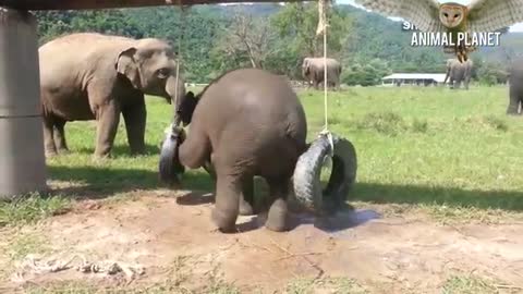 Elephants 🔴 Funny Baby Elephant Videos Compilation - Graciosas Crías De Elefante Vídeo Recopilación