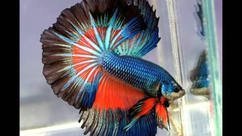 Most Beautiful Betta Fish in The World | Never Seen Before#1