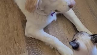 This Doggy And Kitty Playtime Is The Sweetest Thing You'll See All Day