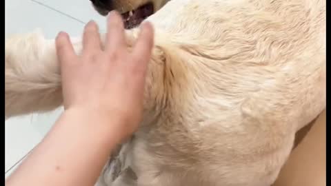 funny dog Keep massaging!