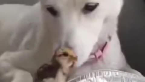 dog bites the dick