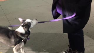 Adorable Husky dog does cute tricks