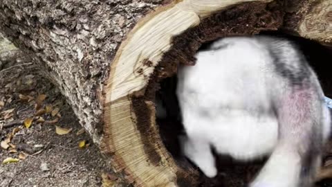 Dog Finds Deceased Raccoon in Hollow Log