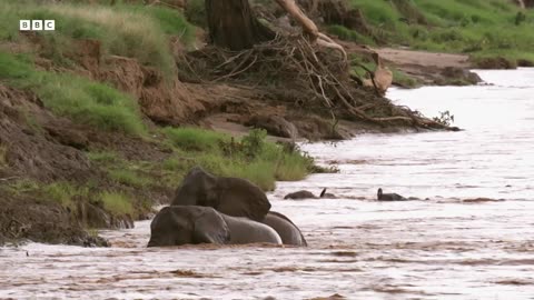 Inexperienced Elephant Babies Attempt Dangerous River Crossing Animal Babies BBC Earth