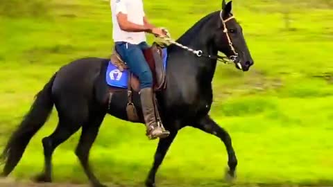 Thoroughbred black horse