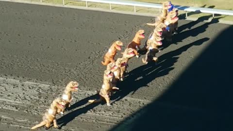 Dozen People Dressed In Huge T-Rex Costumes Enjoy A Casual Race