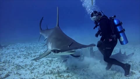 feeding a hammerhead 🤿🦈😱