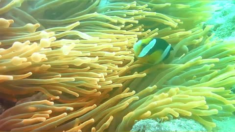 Beautiful underwater life of Animals
