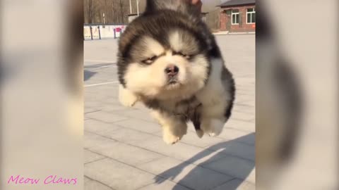 Baby Alaskan Malamute think try to walk on air