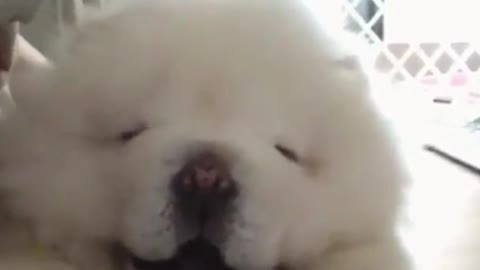 This Chow Chow doesn't like people blowing on him