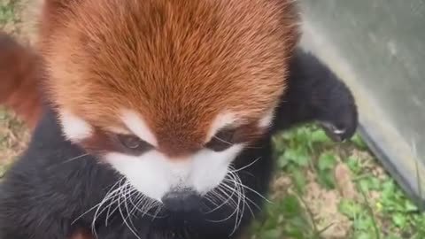 Cute animal baby taking cheez