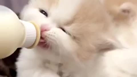 Beautiful cat 🐈 trending video