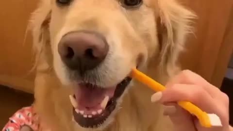 funny dogs