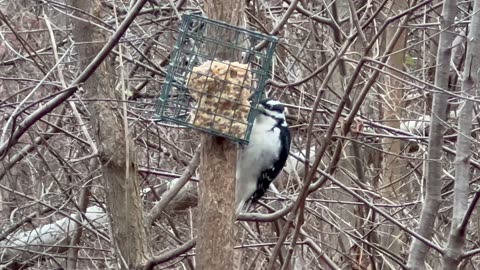 Hairy woodpecker still feeding