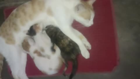 Kittens feeding milk.